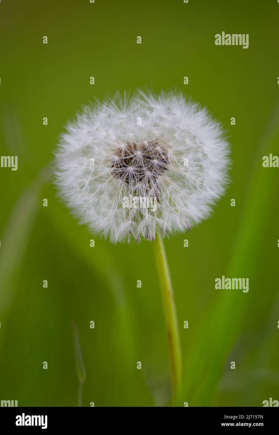 Seed head of a Common Dandelion (Taraxacum officinale), photographed against a blurred green background Stock Photo