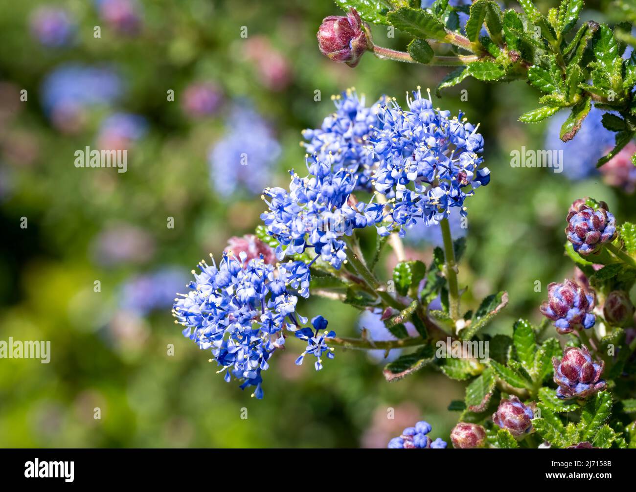 Close up of a cluster of the beautiful blue flowers of an evergreen Ceanothus shrub (Ceanothus Concha). Stock Photo