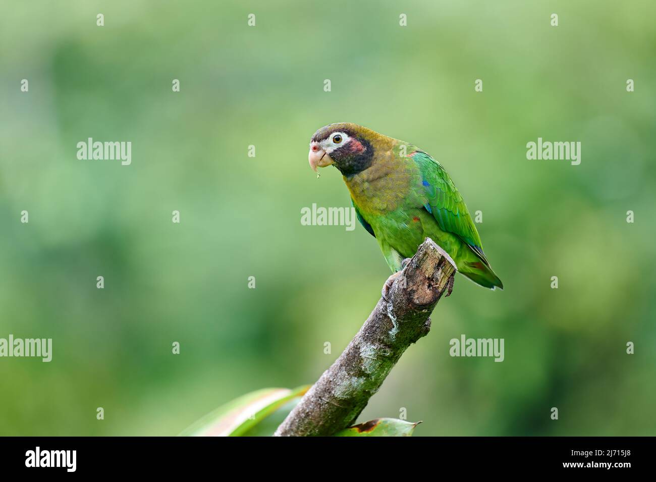 Brown-hooded Parrot (Pyrilia haematotis) perched on a tree branch. Maquenque Eco Lodge, Costa Rica, Central America Stock Photo