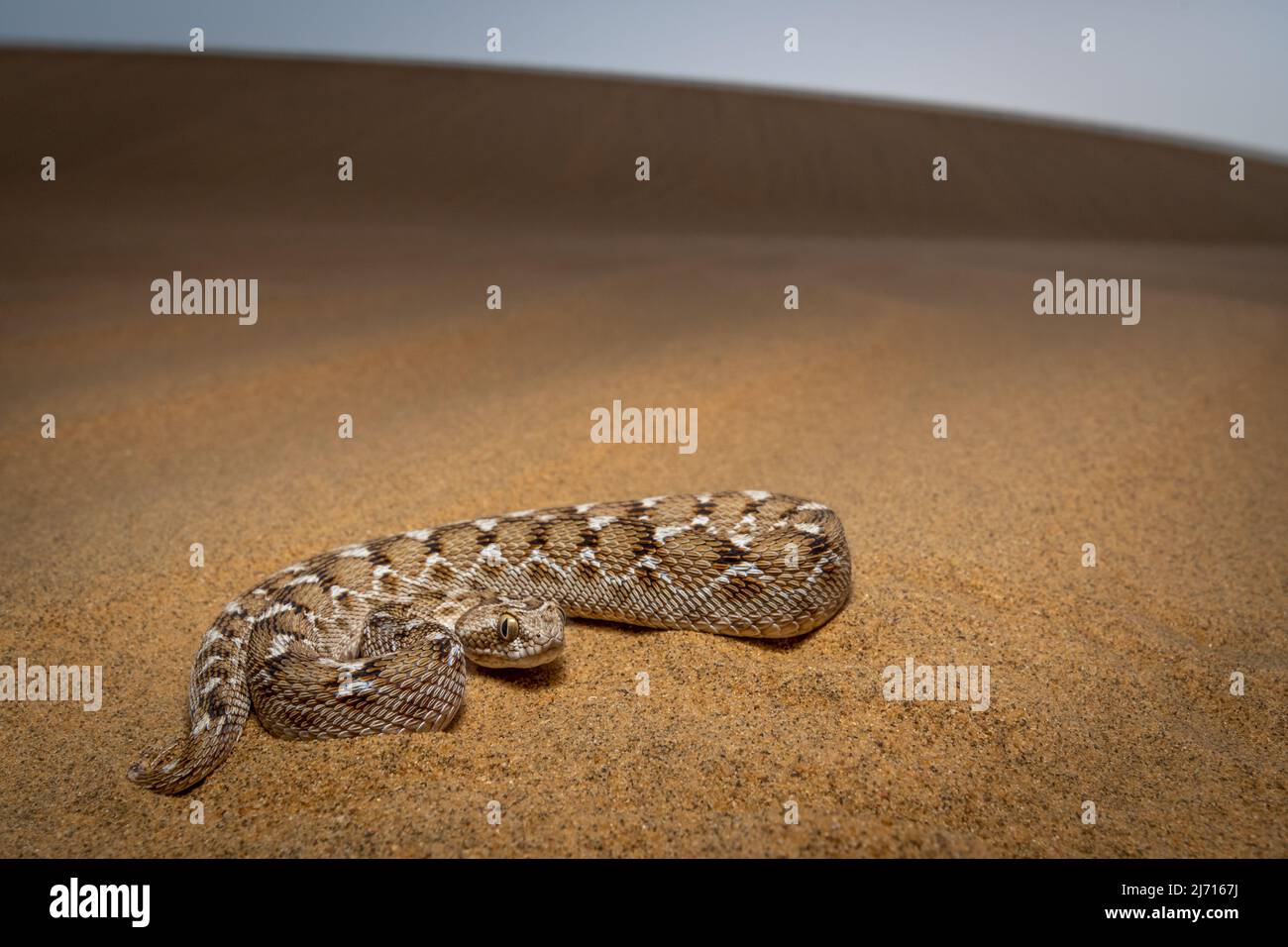 Sochurek's saw-scaled viper in sand dune habitat of Jaisalmer, Rajasthan, India Stock Photo