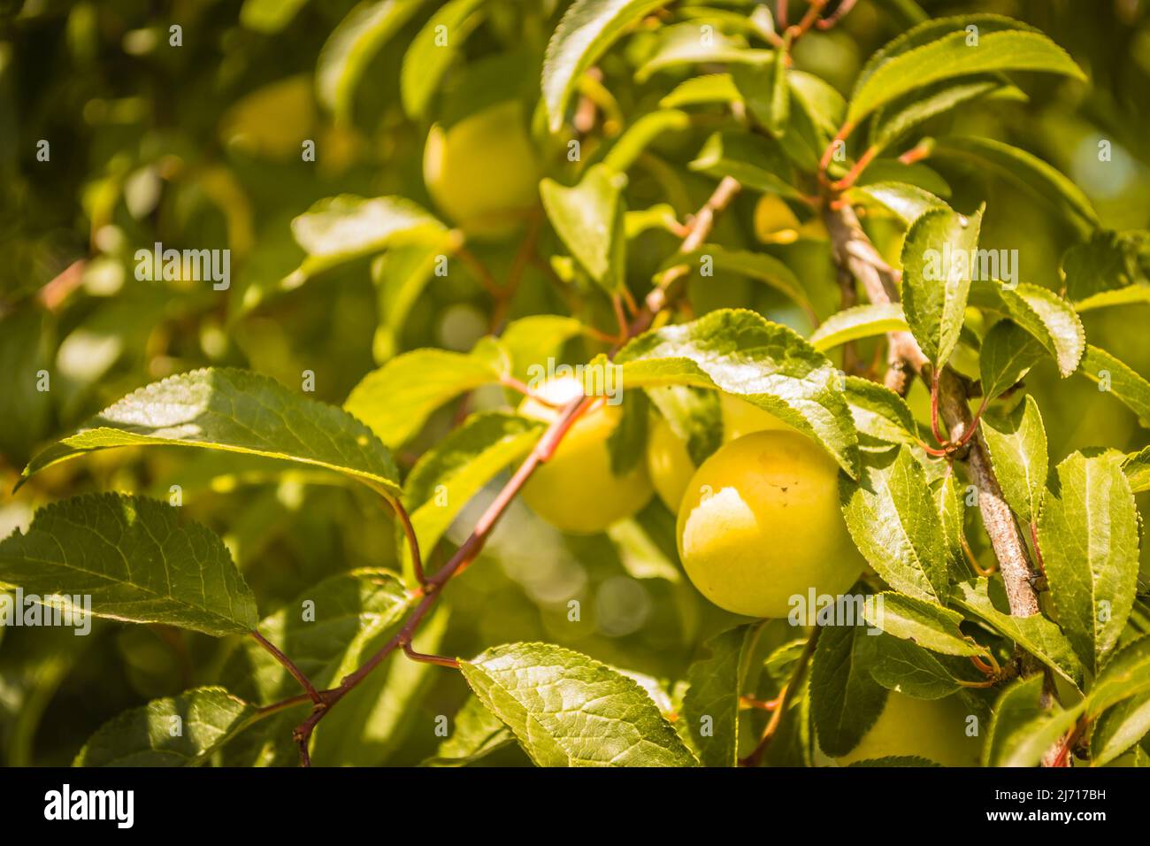 Beautiful fruits of yellow plums that grow in the canopy of green leaves, the plant grows in the garden in the sunlight, a photograph of nature. Stock Photo
