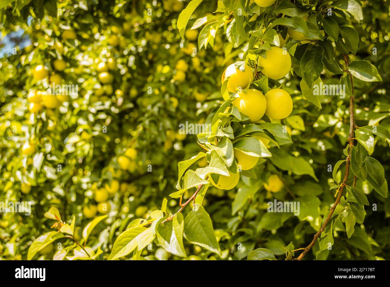 Beautiful fruits of yellow plums that grow in the canopy of green leaves, the plant grows in the garden in the sunlight, a photograph of nature. Stock Photo
