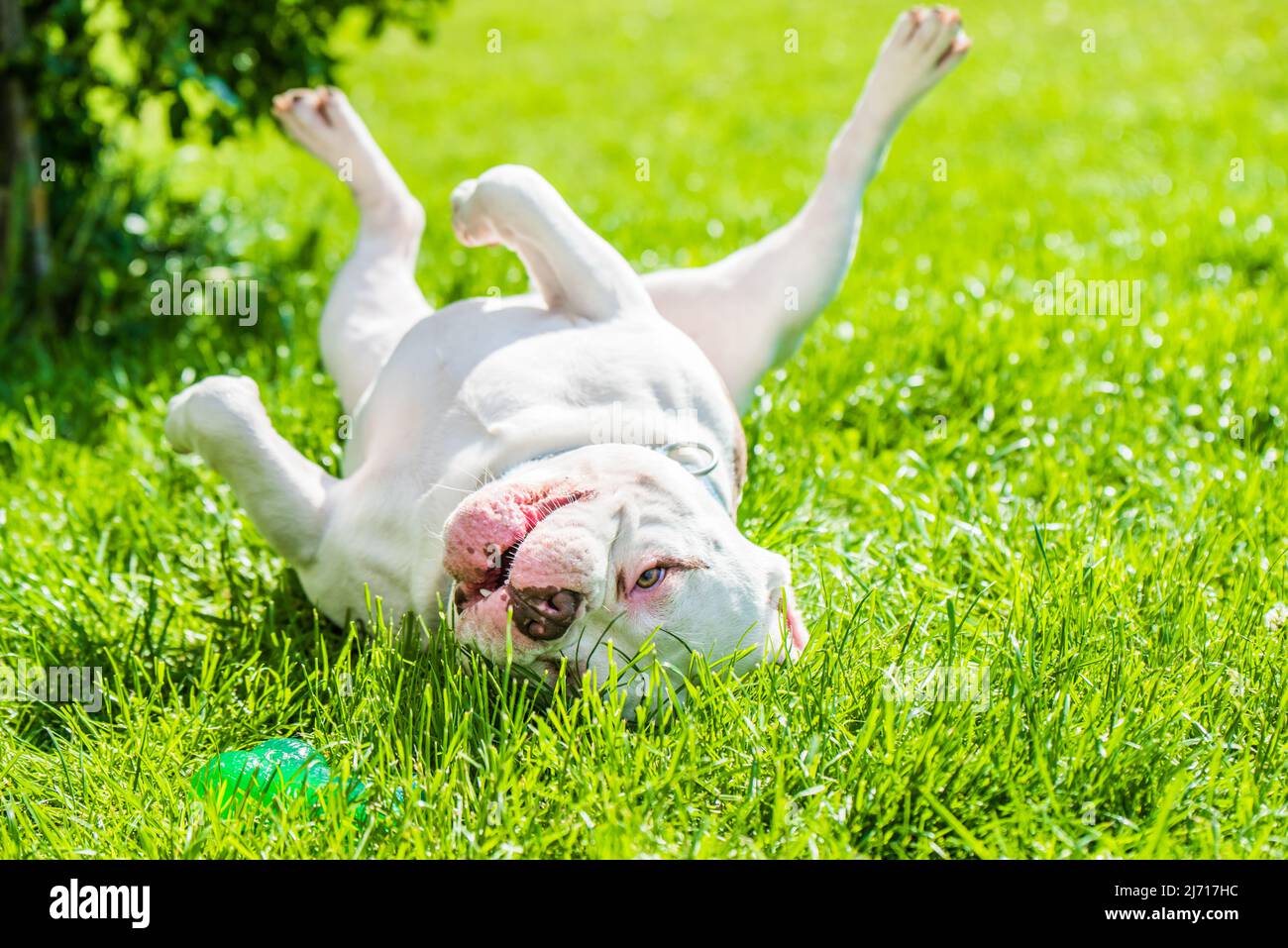 American Bully dog male with toy outside Stock Photo