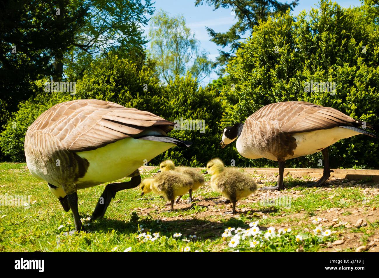 Canada Goose, Branta Canadensis, family with 3 yellow fledgling goslings. Stock Photo