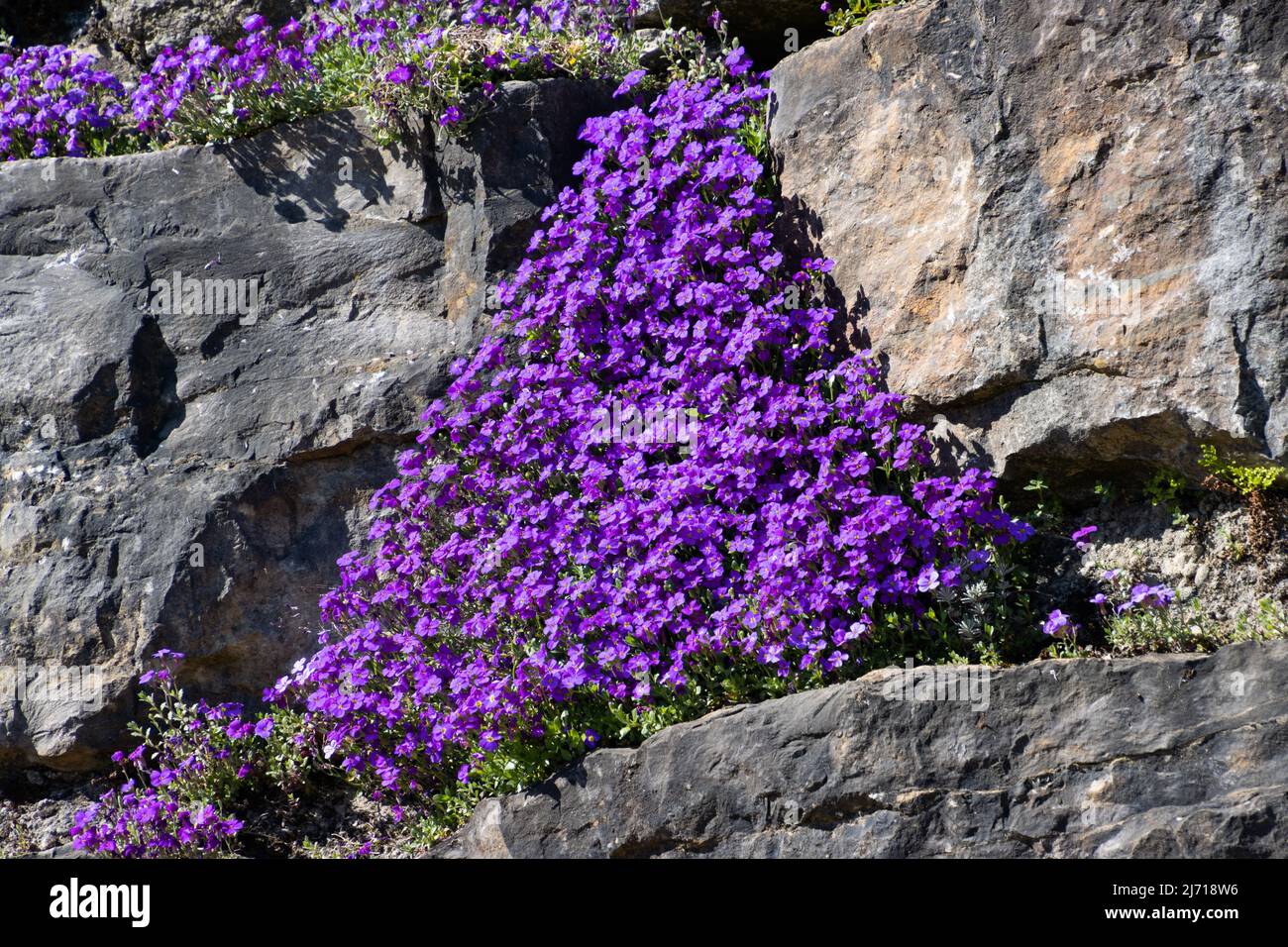 Blue pillows growing in a natural stone wall, also called Aubrieta or blaukissen Stock Photo