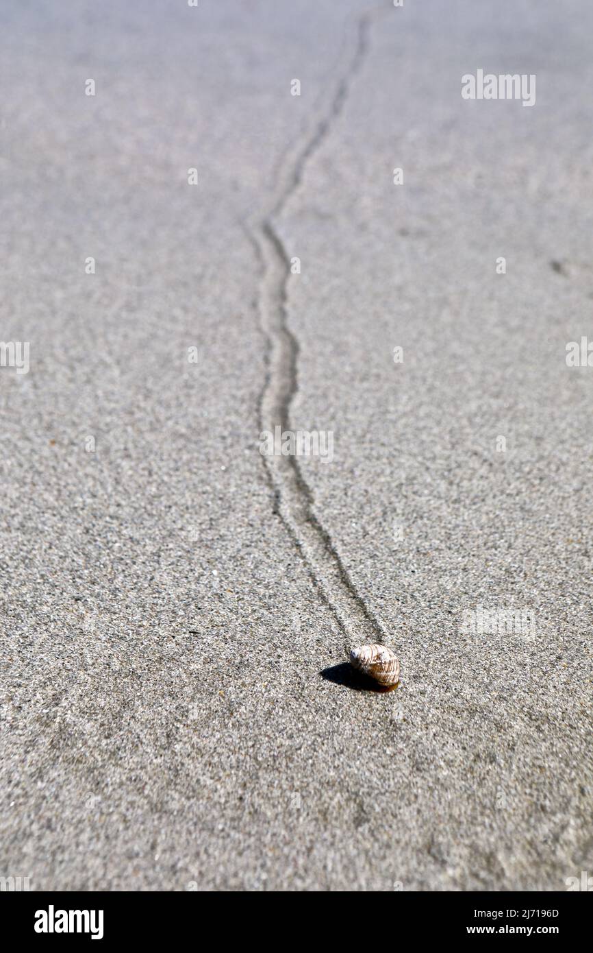 Whelk, on the Isle of Mull, and it's trail across the sand as the tide recedes Stock Photo