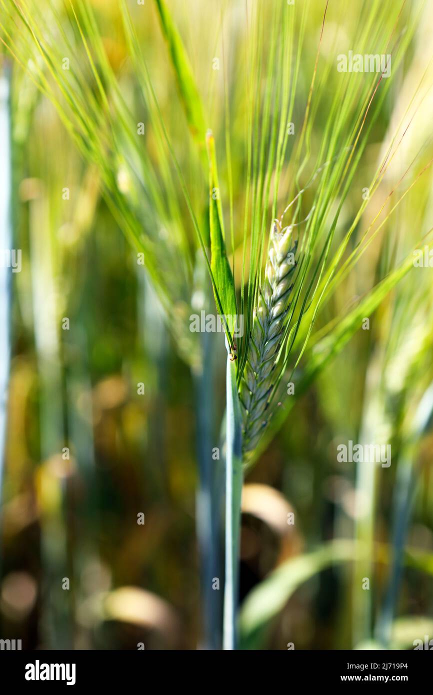 Wheat ear and kernels Stock Photo