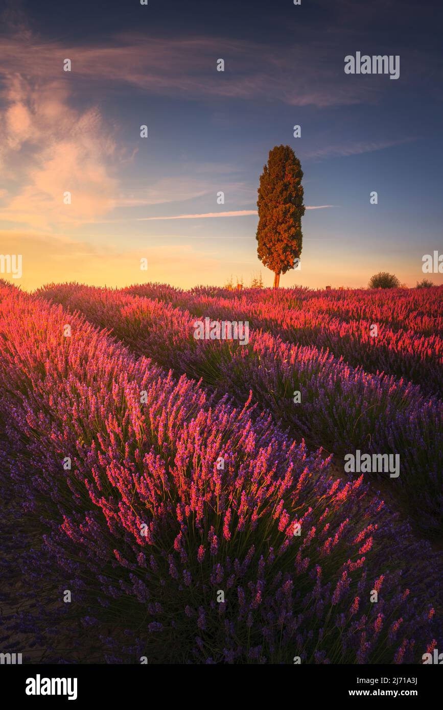 Lavender fields and cypress tree at sunset. Orciano Pisano, Tuscany, Pisa, Italy. Europe Stock Photo