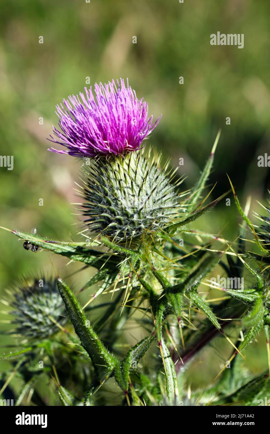 The thistle, the floral emblem of Scotland Stock Photo