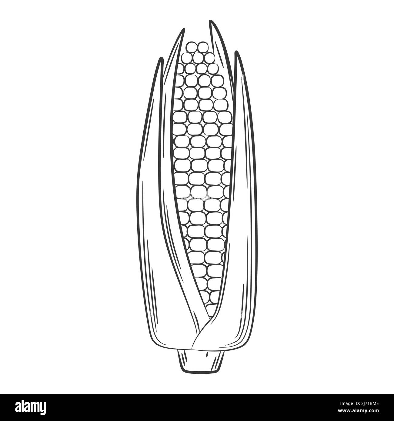 Corn on the cob. A vegetable in a linear style, drawn by hand. Food ingredient, design element
