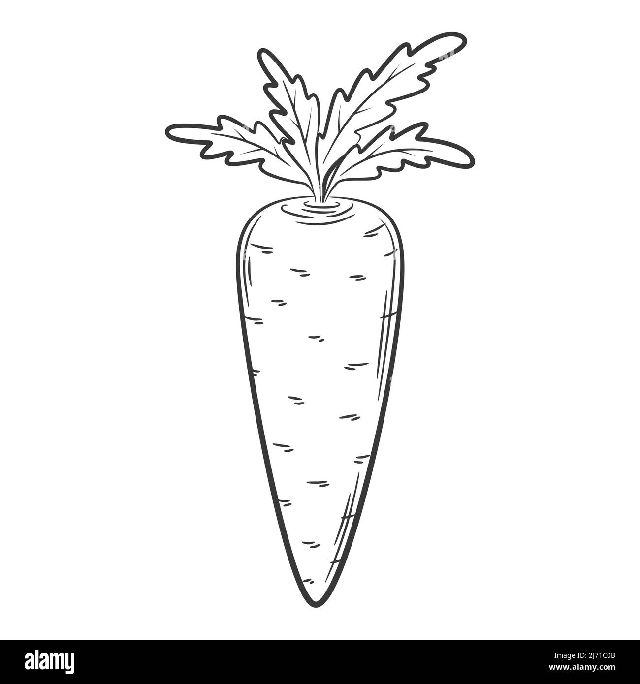 Hand drawn set of carrot sketch Royalty Free Vector Image