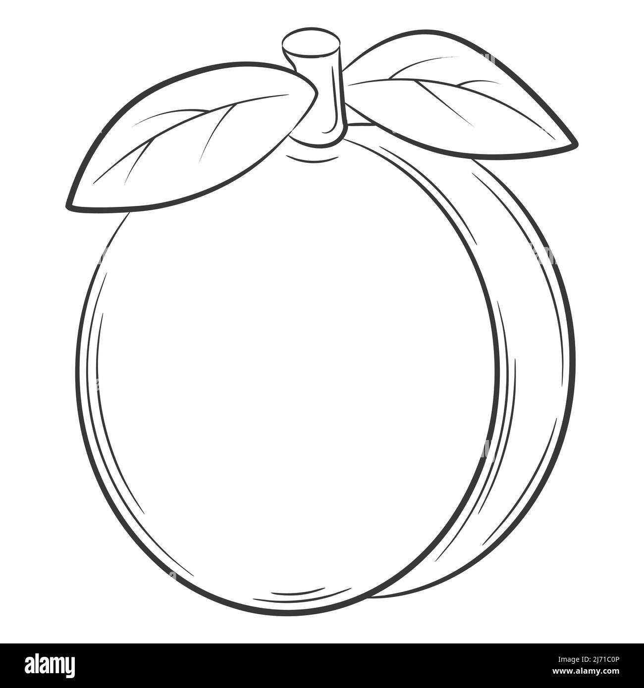 Peach, apricot,fruit in a linear style. Black and white vector
