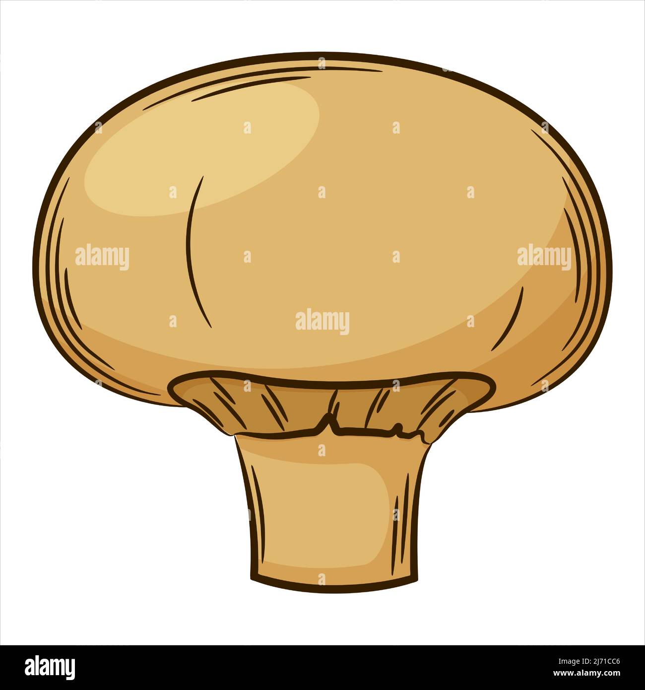 Champignon, mushroom. A vegetable in a linear style, drawn by hand
