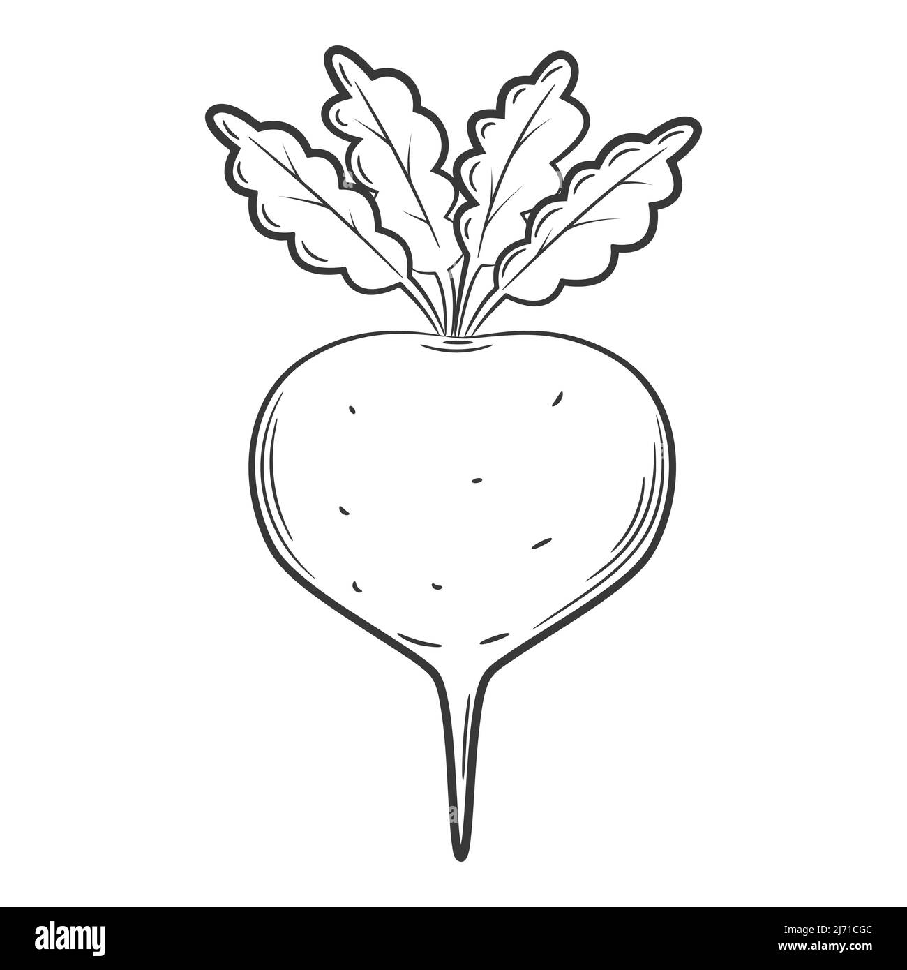 Beetroot drawing hires stock photography and images Alamy