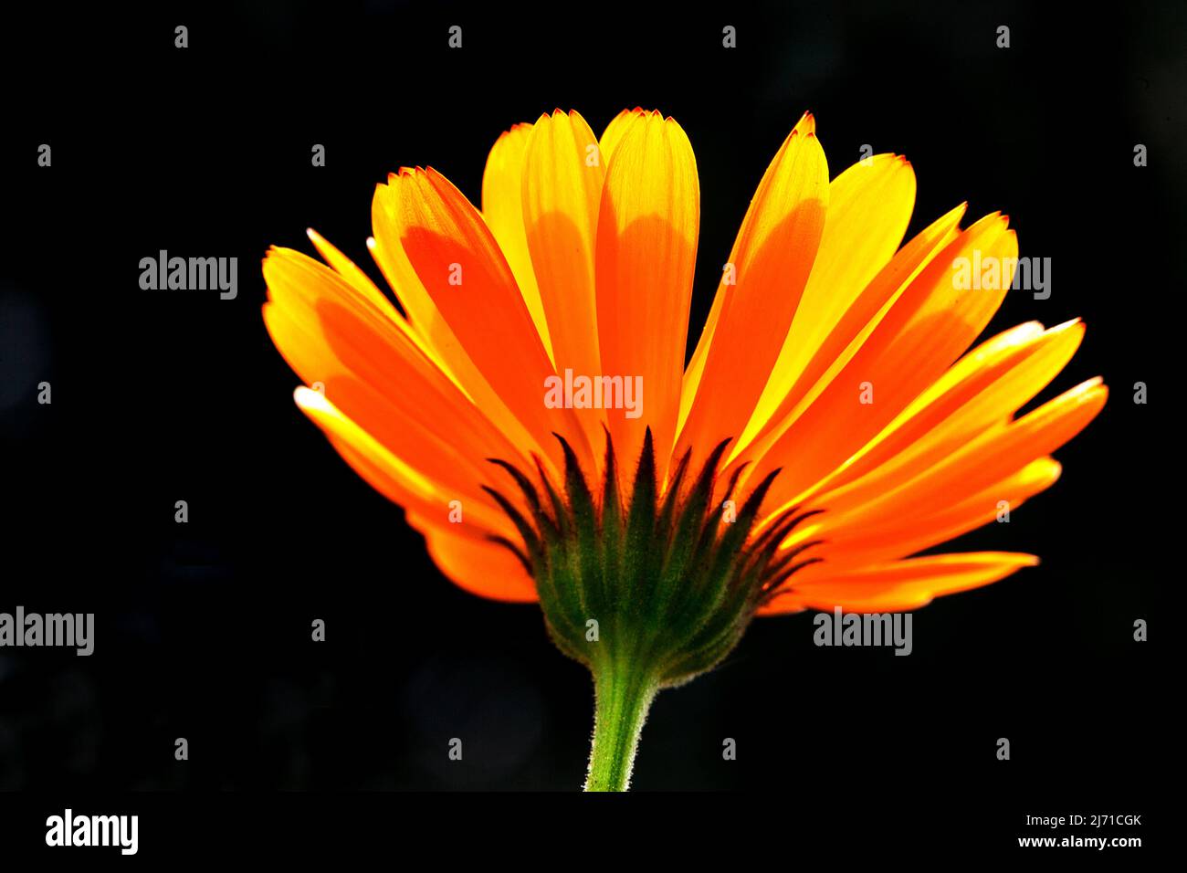 Backlit orange Gerbera daisy. Stock Photo