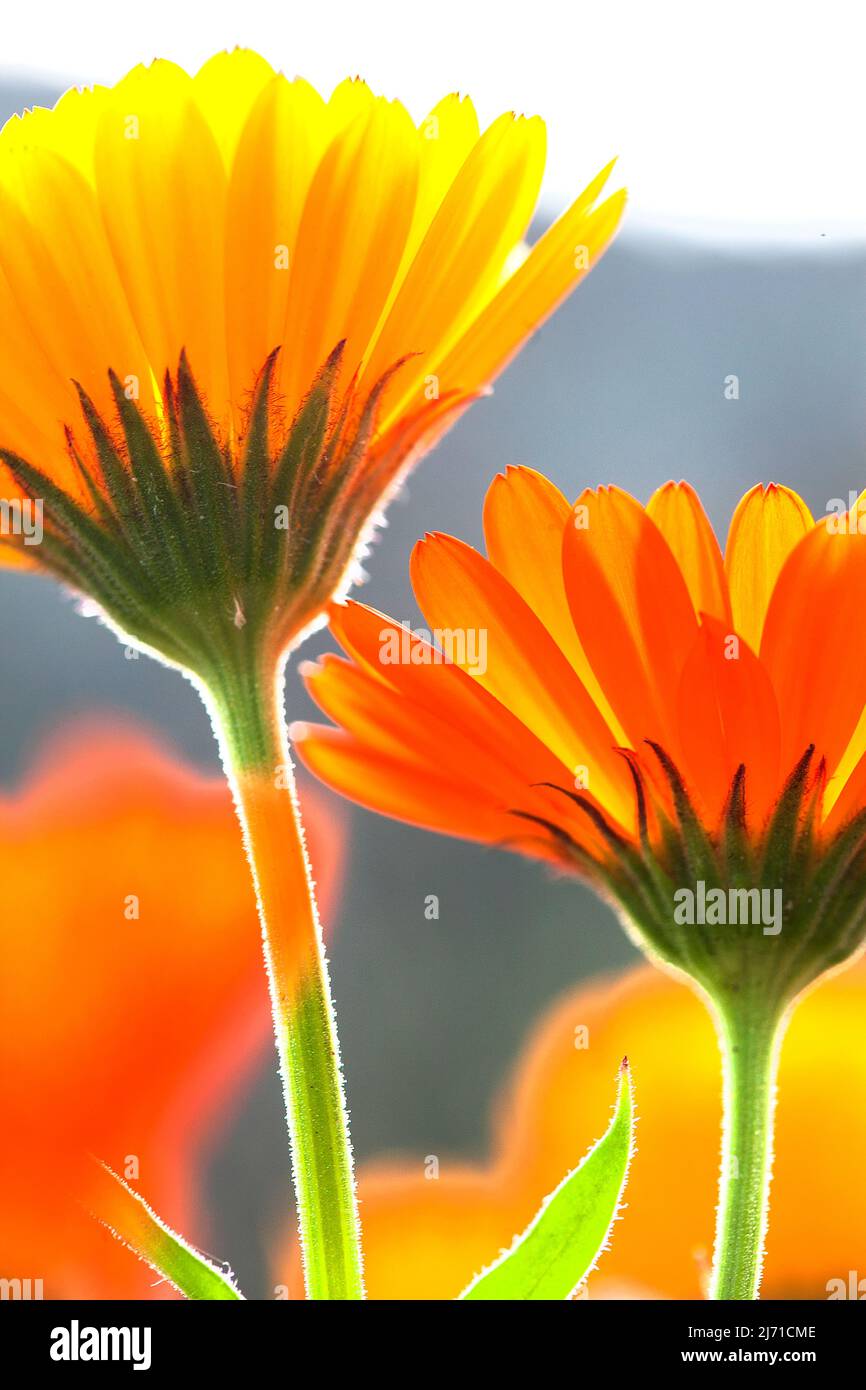 Orange and yellow Gerbera daisies growing outdoors. Stock Photo