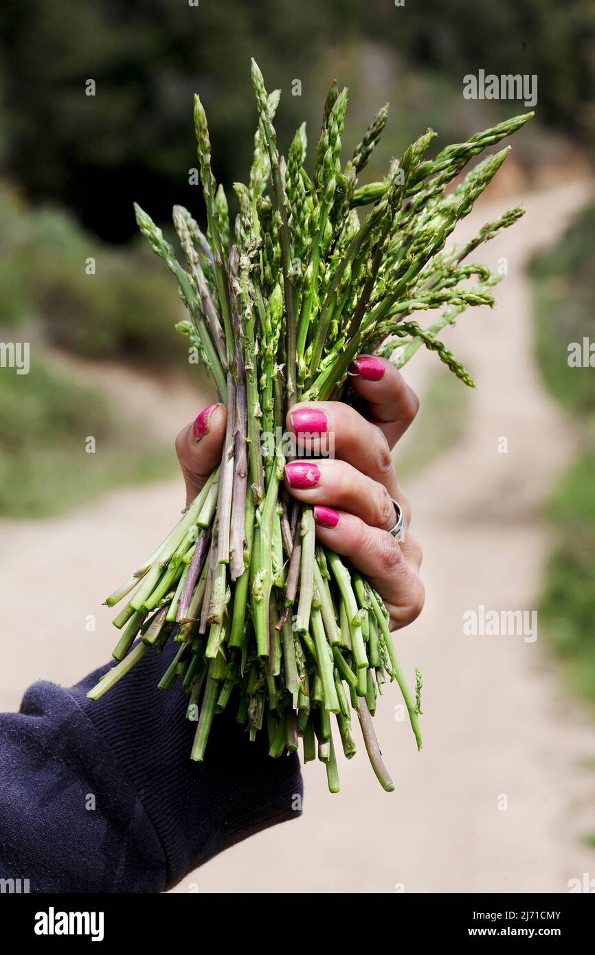 Hand holding bunch of wild asparagus. Stock Photo