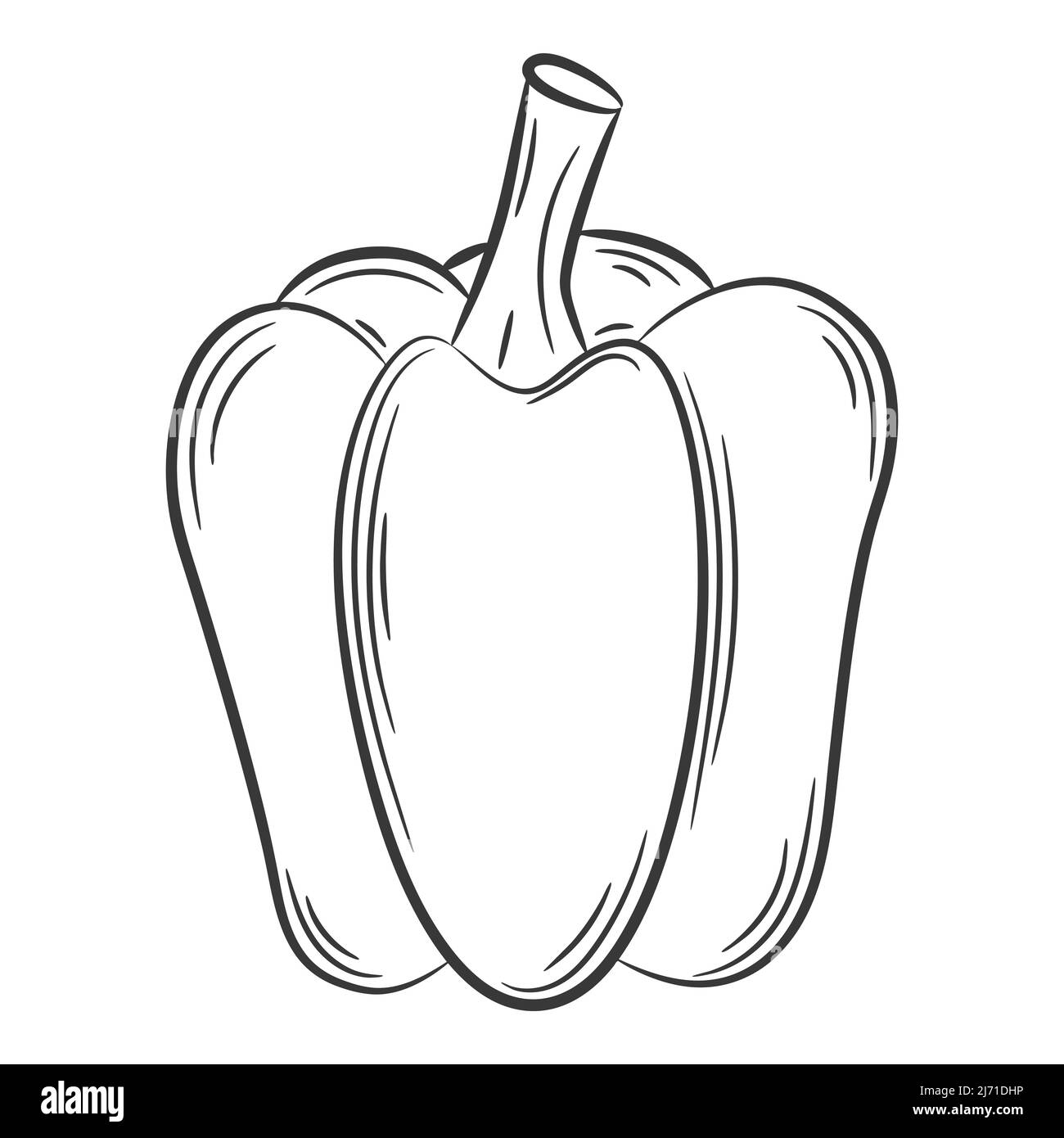 Paprika Pepper. A vegetable in a linear style, drawn by hand. Food