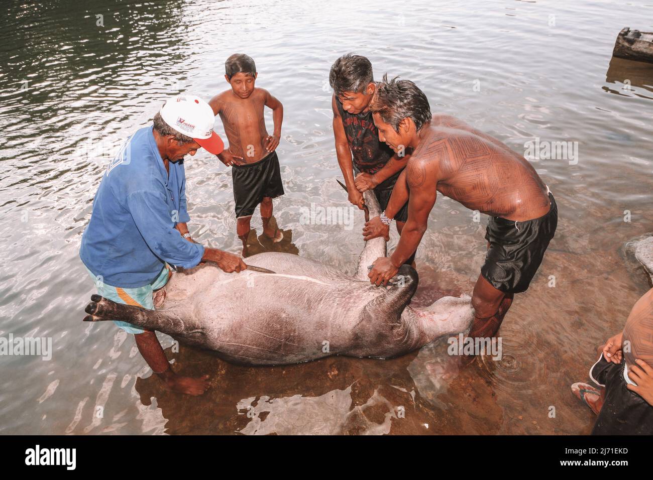 Group of indigenous men from an Amazon tribe in Brazil, preparing to dismember a hunted animal to feed the tribe. Xingu River, Jogos Indígenas 2010. Stock Photo