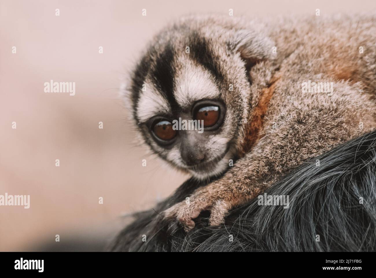 Specimen of night monkey, also known as owl monkey or douroucoulis, nocturnal New World monkey with big eyes of the genus Aotus of the family Aotidae Stock Photo