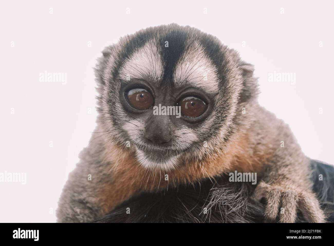 Specimen of night monkey, also known as owl monkey or douroucoulis, nocturnal New World monkey with big eyes of the genus Aotus of the family Aotidae Stock Photo