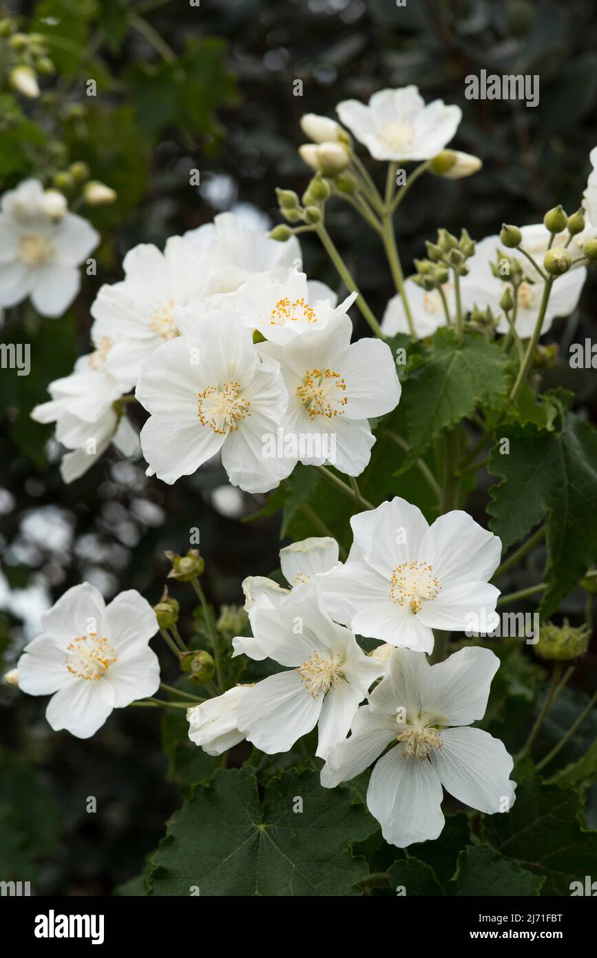 Close up of bright white, delicate, Indian Mallow flowers - Abutilon vitifolium. Stock Photo