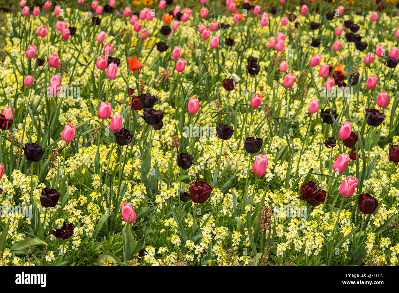 Black, red and pink tulips in a bed of yellow flowers. Spring-blooming perennial. Stock Photo