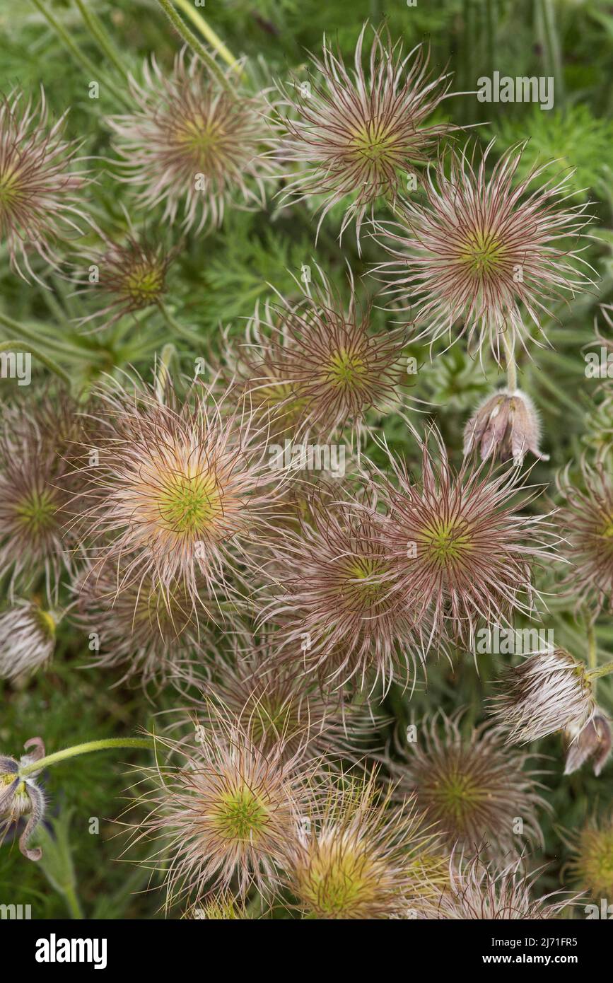Close up of Pasqueflower seed heads - Pulsatilla vulgaris aka European / common pasqueflower, wind flower, meadow anemone, anemone pulsatilla. Stock Photo