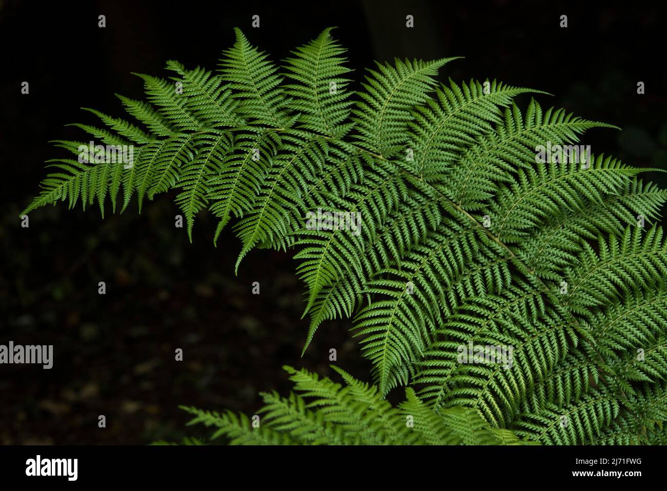 Hardy tree fern hi-res stock photography and images - Alamy