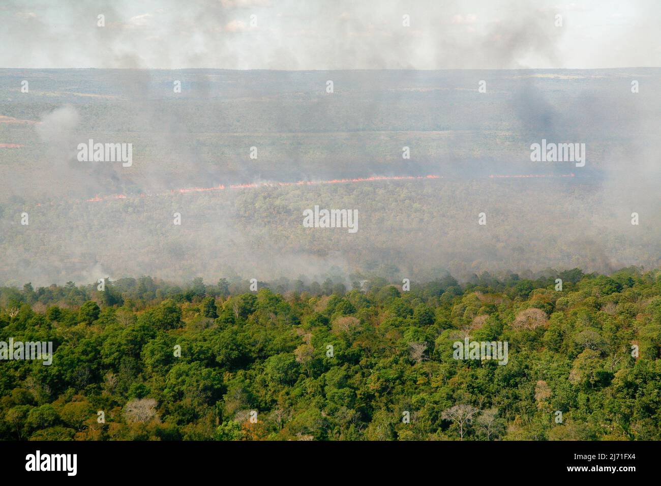 Flames and smoke curtain of a forest fire in the Brazilian Amazon Stock ...