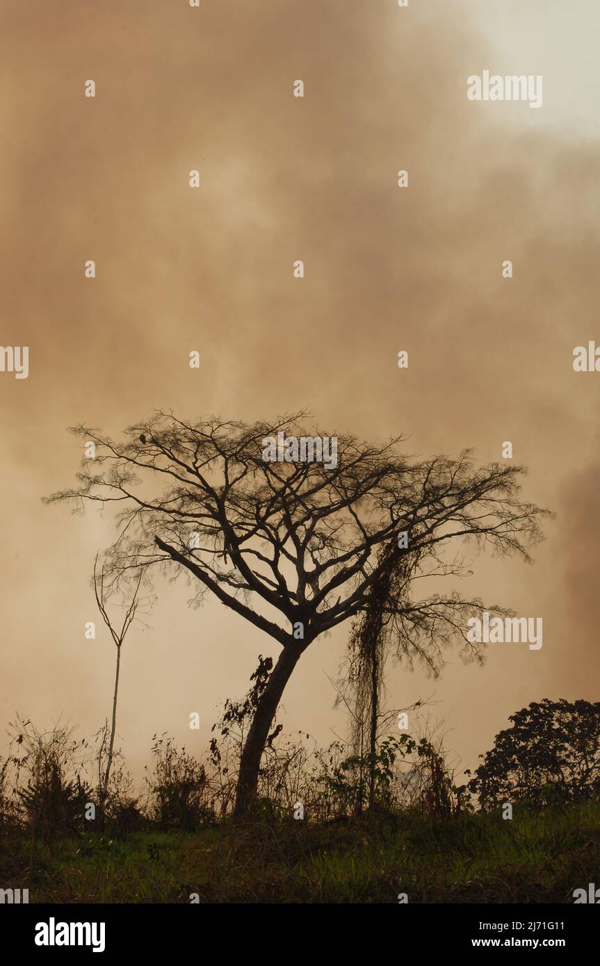 Smoke of a forest fire in the Brazilian amazon with trees in silhouette
