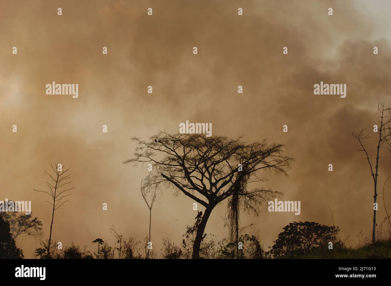 Smoke of a forest fire in the Brazilian amazon with trees in silhouette