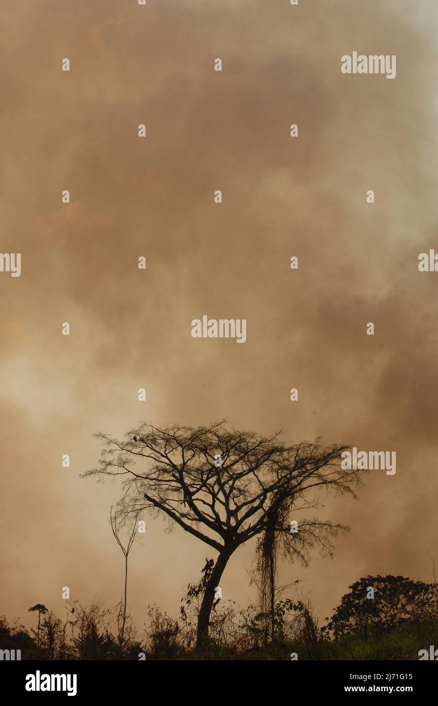 Smoke of a forest fire in the Brazilian amazon with trees in silhouette