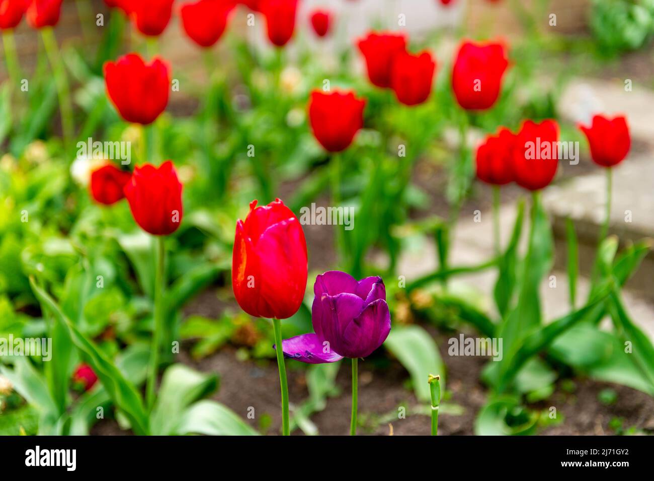 The Odd One Out ... Dare to be Different! Stock Photo
