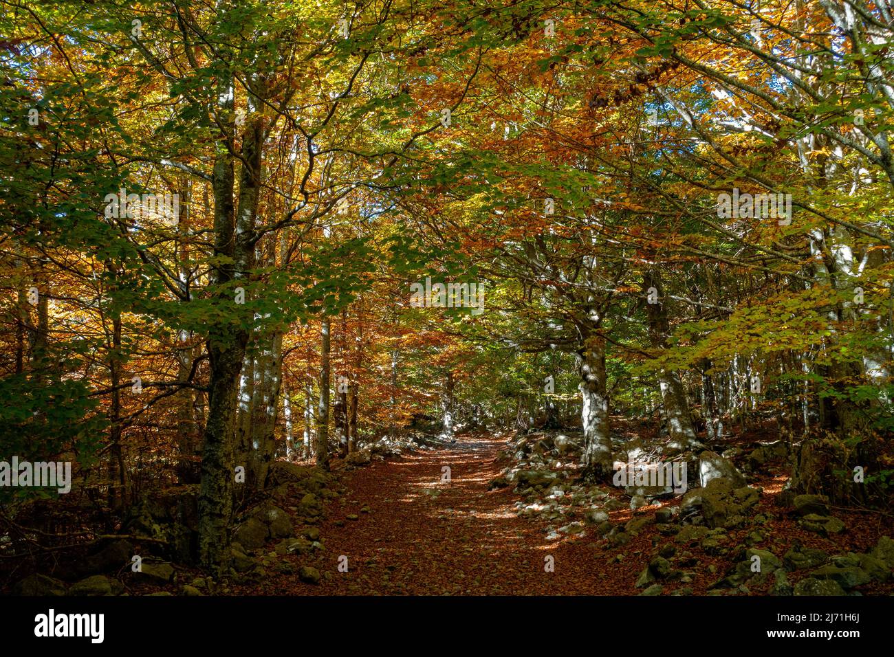 Salenques beech forest.Pyrenees.Aragon.Spain Stock Photo