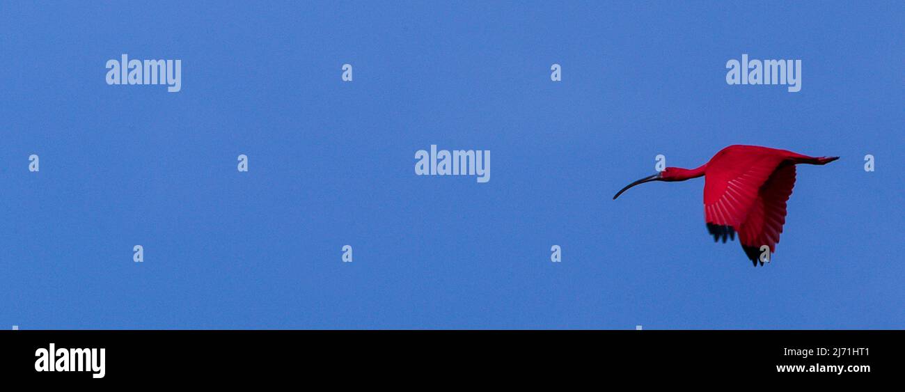 Single Scarlet Ibis or Guará flying on blue sky Stock Photo