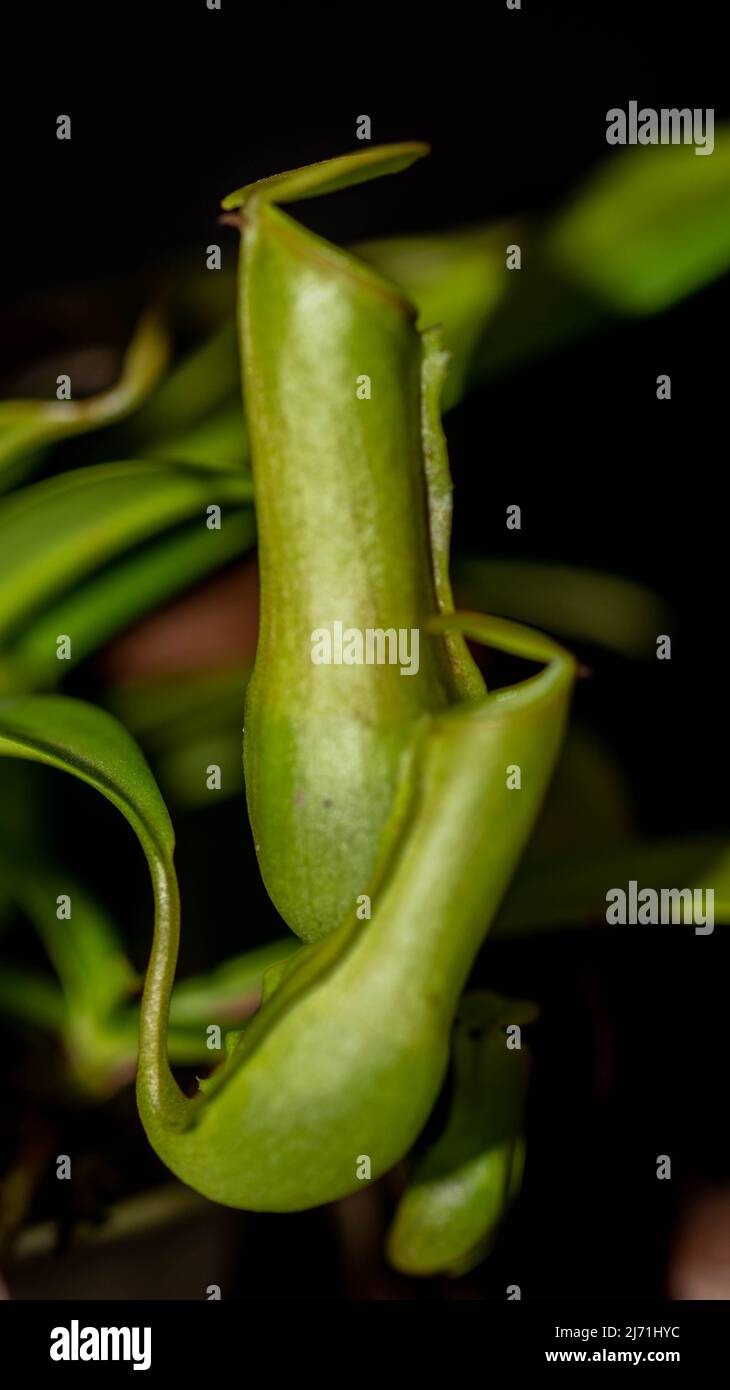 Closeup of Nepenthes gracilis on dark background. Stock Photo