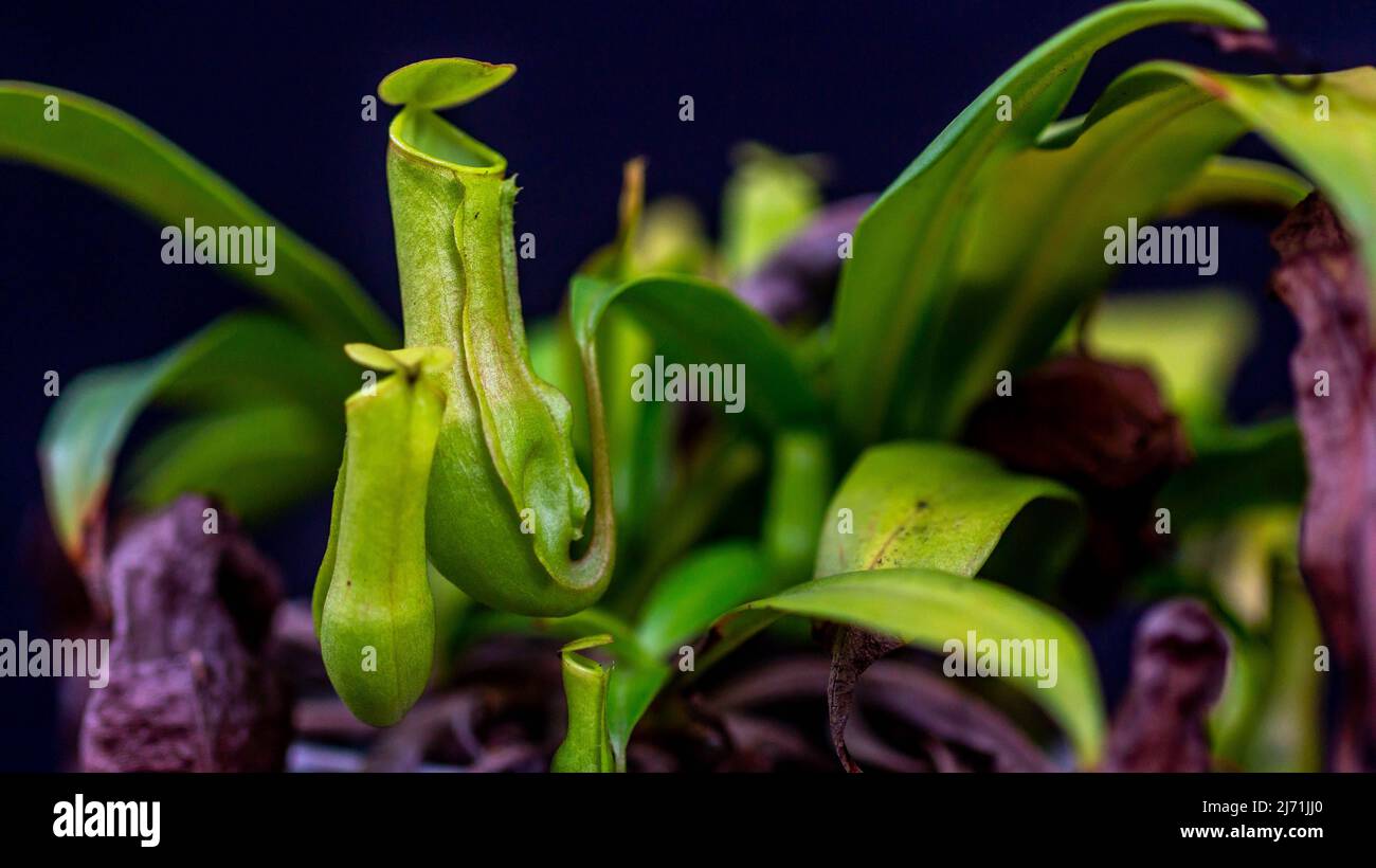 Closeup of Nepenthes gracilis on dark background. Stock Photo