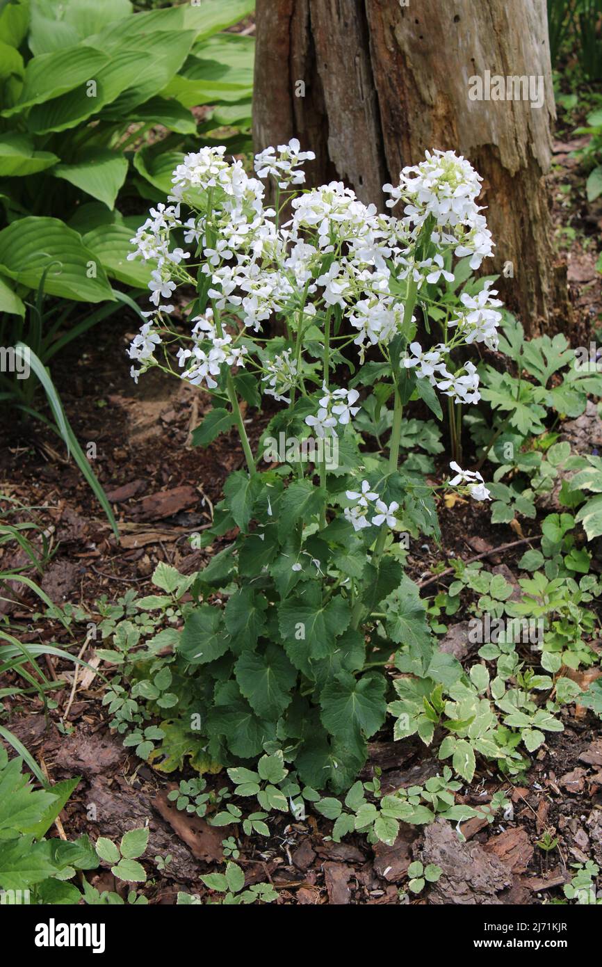 Annual honesty plant hires stock photography and images Alamy
