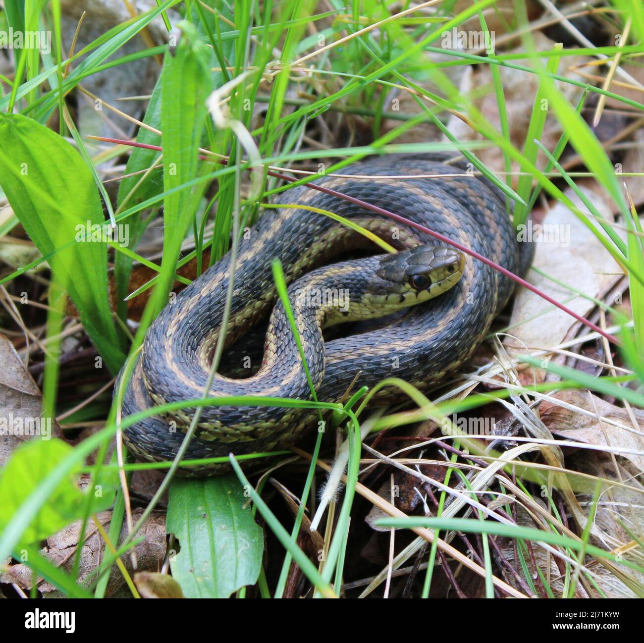 An Eastern Garter Snake Coiled in a Patch of Grass Stock Photo - Alamy