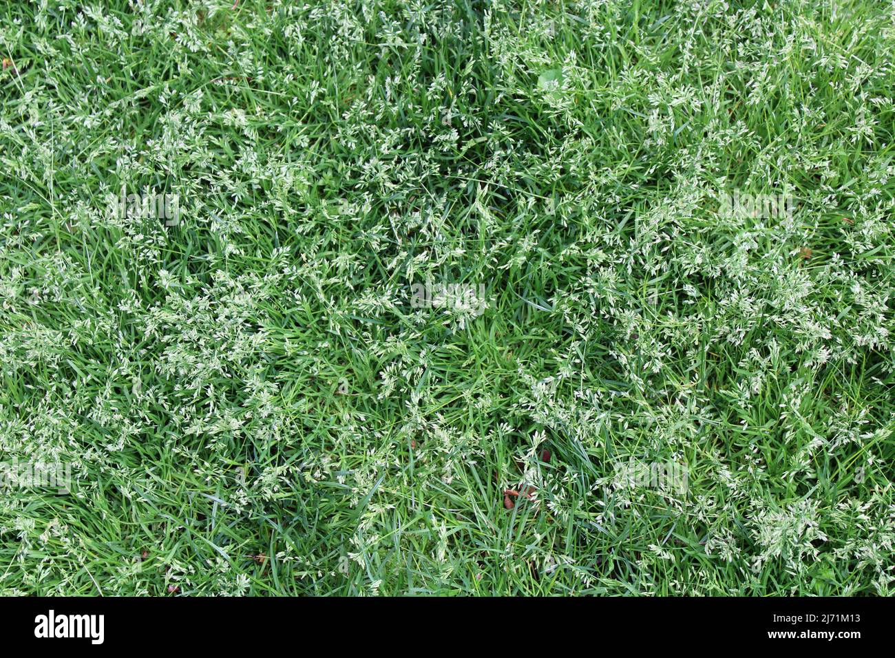 Seed Heads on Common Lawn Grass Stock Photo Alamy