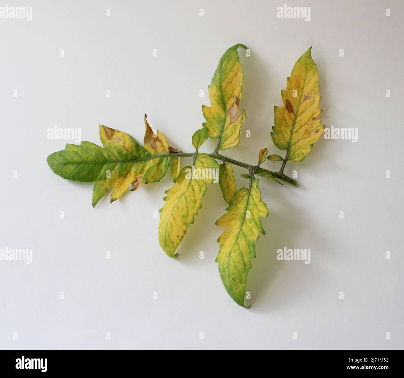 Tomato Foliage Yellowing from a Nutrient Deficiency Stock Photo Alamy