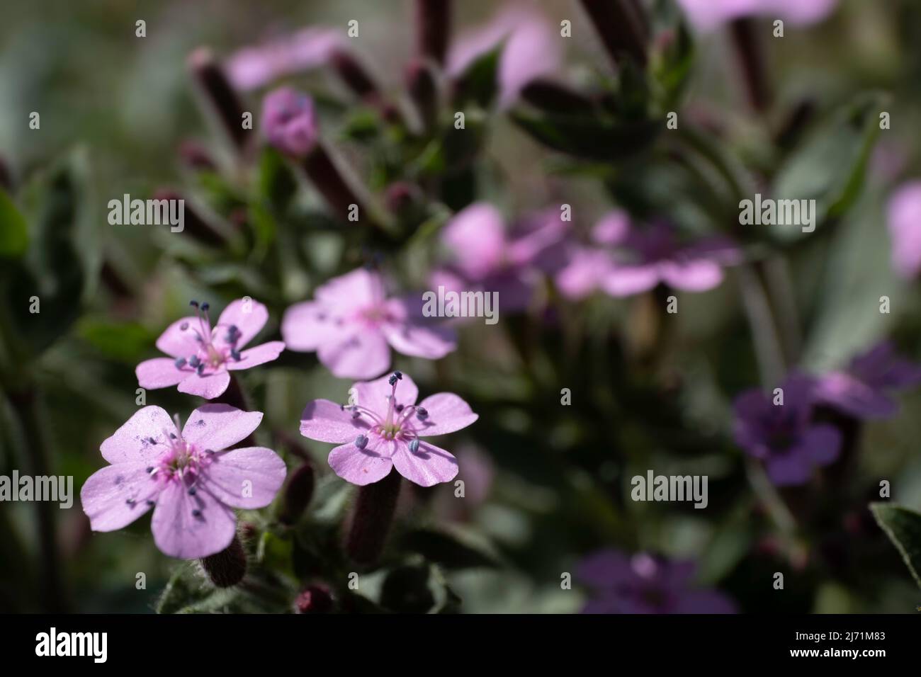 Pink flowers of the Saponaria officinalis or common soapwort in summer with close depth of field. Focus on the second flower at the bottom left Stock Photo