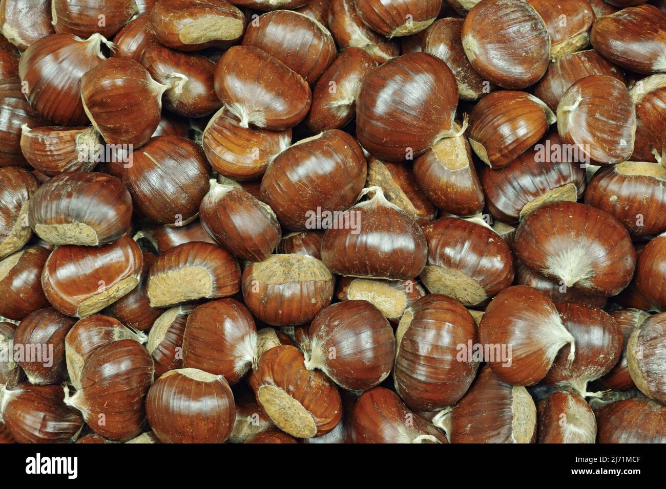 ripe chestnuts harvested and ready for the  consumption, Castanea sativa, Fagaceae Stock Photo