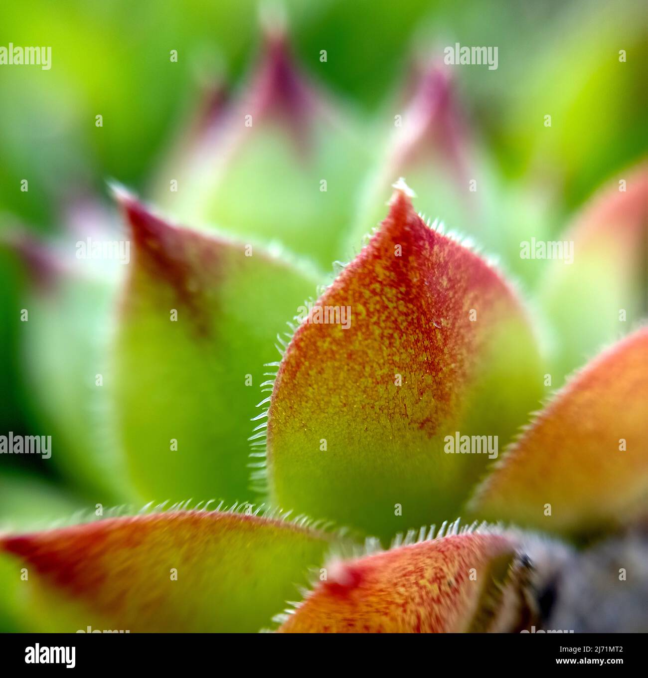 Sempervivum Sunset succulent with red green leaves macro. Stock Photo