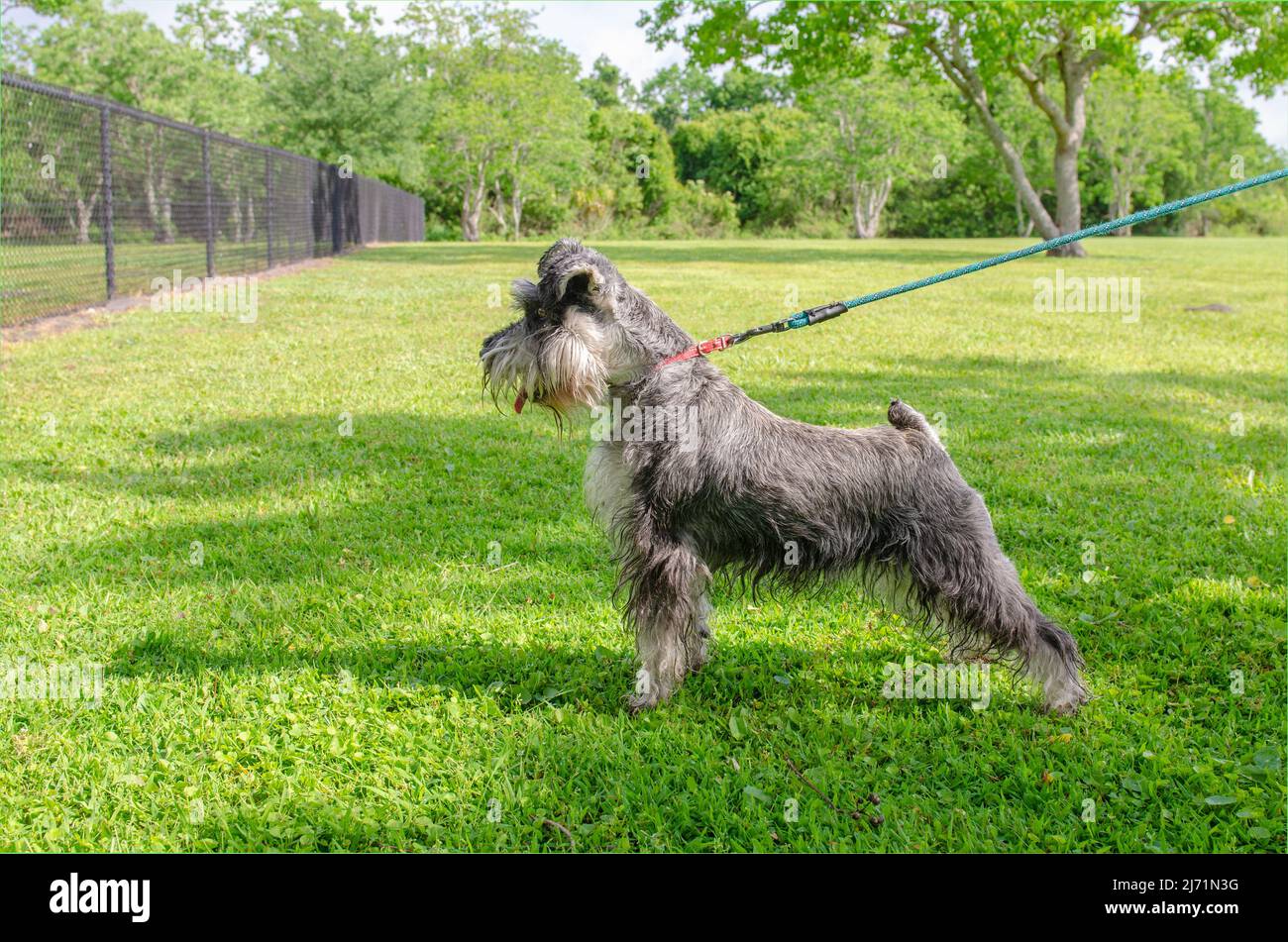 Schnauzer in Grass, Side View, Pulling Leash, Looking toward Fence, Open land and tree in background, sunny day with dappled shade Stock Photo