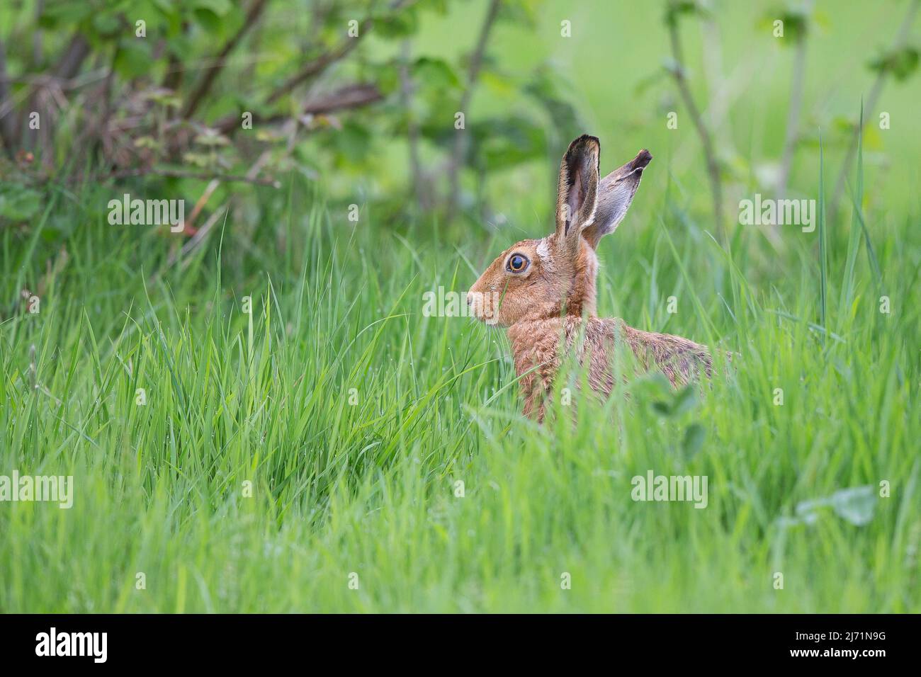 Side view of a wild brown hare (Lepus europaeus) on alert with ears pricked up in wet grass, UK countryside. Stock Photo