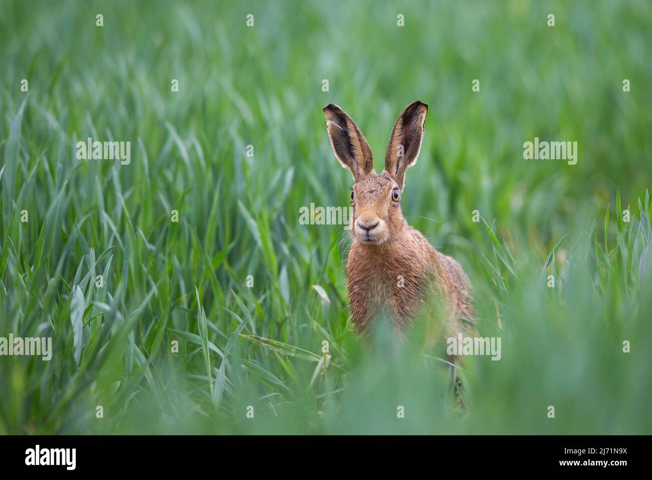 Front view of a wild European brown hare (Lepus europaeus) on alert with ears pricked up in long grass of UK countryside. Stock Photo