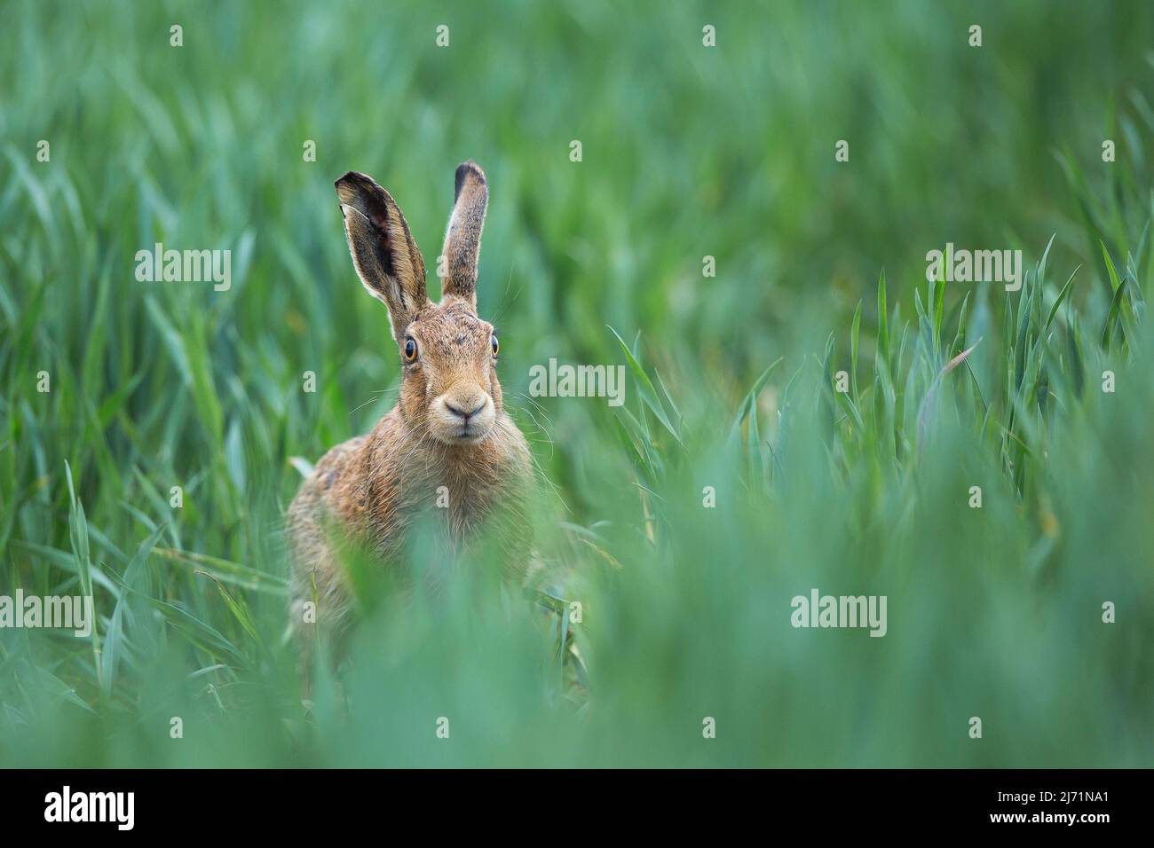 Front view of a wild European brown hare (Lepus europaeus) on alert with ears pricked up in long grass. Stock Photo