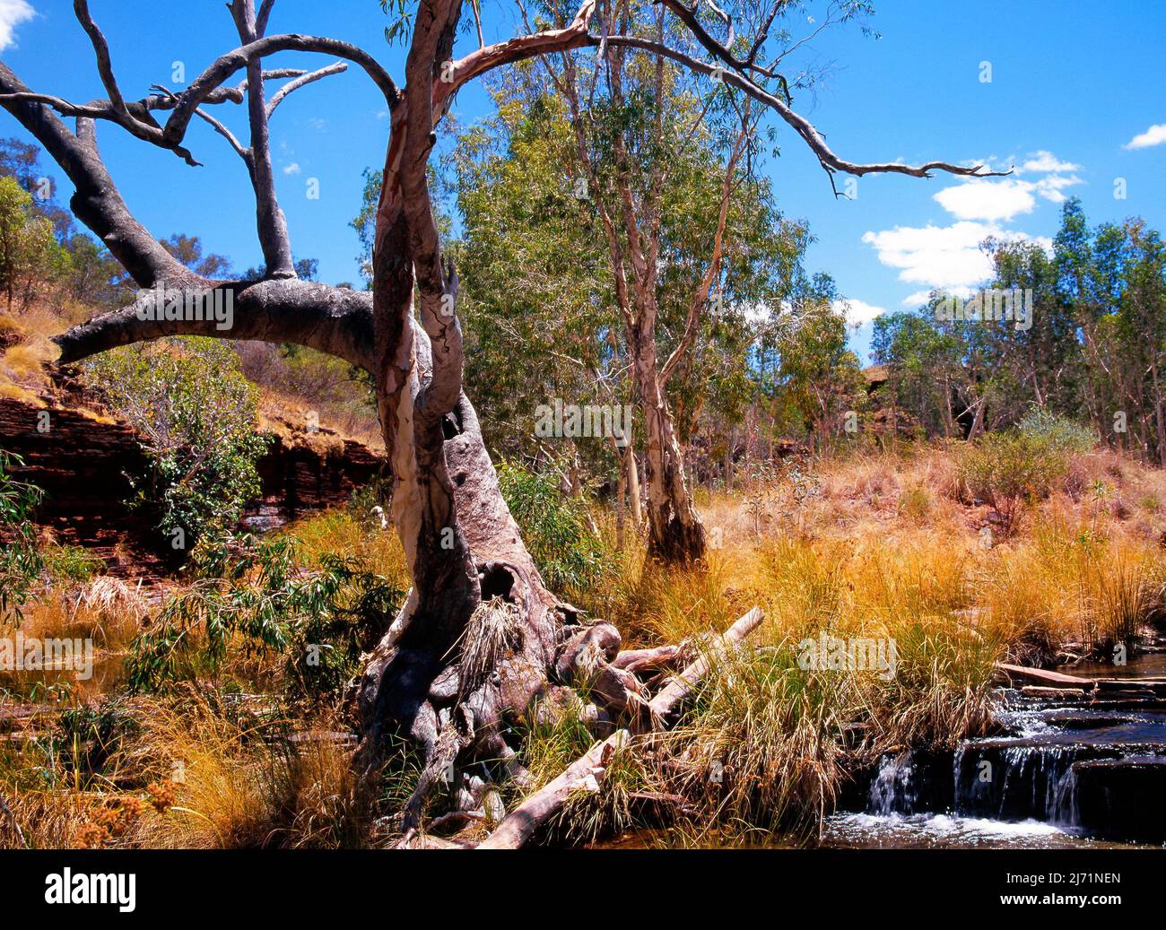 Australian Eucalyptus Tree and Landscape in Dales Gorge, Pilbara, Northwest Australia Stock Photo